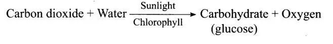 process of synthesis of food in green plants, class 7 science chapter 1 Nutrition in Plants,