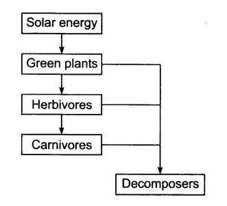 sketch that the plants are the ultimate source of food, class 7 science chapter 1 nutrition in plants,